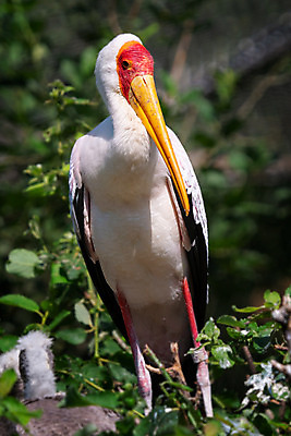 포토 JPG 해외이미지 나무 동물 공원 아시아 야생동물 음식 날개 가족 자연 조류 병아리 사람없음 야외 목재 빨간색 초록색 여름 검은색 흰색 아기 황무지 둥지 먹이 깃털 부리 말레이시아 내추럴 동물상 수유 황새 해외202004 해외포토 식물 계절 공공시설 나라 컬러 재료 관계 사람 조형물 생태계 파일형식 이미지허브