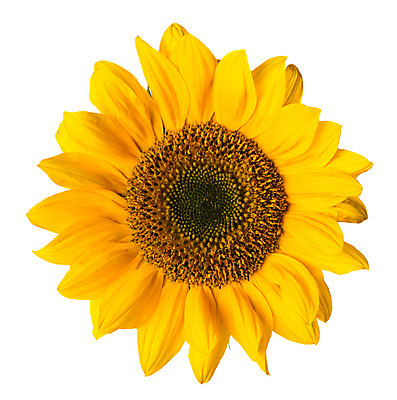 포토 JPG 해외이미지 스튜디오촬영 식물 계절 꽃잎 꽃 클리핑패스 잎 자연 해바라기 사람없음 컬러풀 한개 노란색 흰배경 고립 해외202004 해외포토 1 컬러 백그라운드 실내 흰색 생태계 파일형식 이미지허브