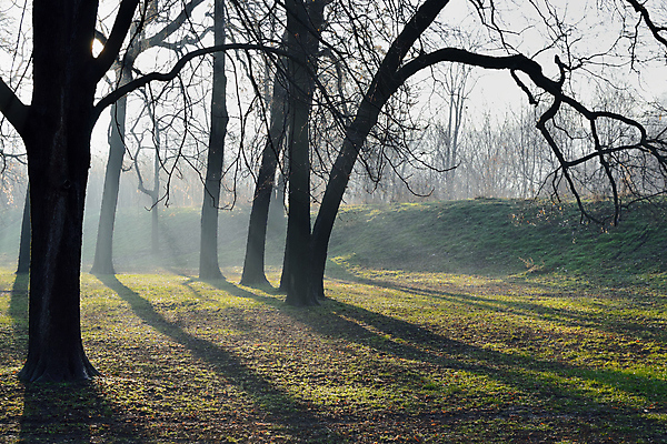 포토 JPG 해외이미지 나무 식물 계절 공원 실루엣 여행 겨울 자연 아침 날씨 그림자 풍경 사람없음 야외 초록색 빛 햇빛 걷기 일출 맑음 침묵 황혼 새벽 산책 꿈 안개 광선 나뭇가지 숲 그늘 마법 빛망울 웅장함 해외202004 해외포토 주간 자연요소 공공시설 컬러 모션 휴식 촬영기법 태양 노을 소리 일몰 생태계 파일형식 이미지허브