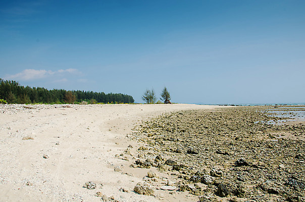 포토 JPG 해외이미지 식물 동물 디자인 모래 바다 여행 백그라운드 패턴 태국 자연 추상 휴가 조개 연체동물 나선형 어류 사람없음 장식 수중 수확 껍질 흰색 죽음 거친 산호 작음 수집 오브젝트 질감 암초 한조각 내추럴 해외202004 해외포토 1 아시아 컬러 무늬 농업 어패류 무척추동물 수중동물 자포동물 크기 생태계 파일형식 이미지허브
