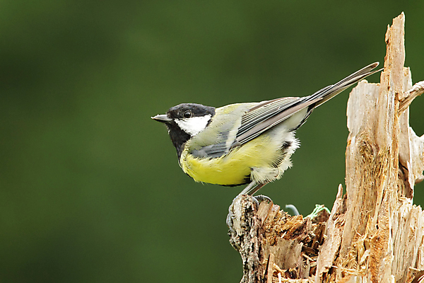 포토 JPG 해외이미지 동물 야생동물 자연 조류 앉기 사람없음 초록색 노란색 검은색 작음 해외202004 해외포토 컬러 모션 크기 생태계 파일형식 이미지허브