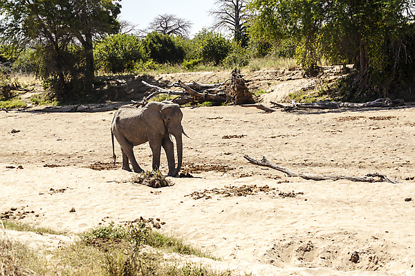 포토 JPG 해외이미지 주간 나무 동물 야생동물 선 포유류 아프리카 자연 초식동물 코끼리 사람없음 야외 가로 걷기 소 군중 사파리 리더 엽서 케냐 보츠와나 보호구역 사바나 탄자니아 해외202004 해외포토 자연요소 식물 나라 모션 사람 편지 생태계 구역 파일형식 이미지허브