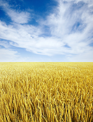 포토 JPG 해외이미지 식물 구름 계절 아시아 음식 여행 백그라운드 잎 농업 자연 하늘 밥 건조 풍경 사람없음 파란색 농작물 농장 농경지 갈색 노란색 환경 수확 분위기 황금 볏짚 낟알 시리얼 밀 흐림 말레이시아 논밭 생태학 숙성 평야 수평선 해외202004 해외포토 자연요소 교육 나라 산업 컬러 컨셉 밭 날씨 곡류 논 짚 생태계 파일형식 이미지허브