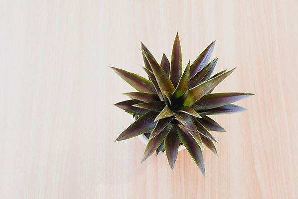 포토 JPG 해외이미지 나무 식물 1 디자인 꽃 화분 화초 백그라운드 잎 자연 탁자 주택 실내 사람없음 야외 내부 목재 장식 초록색 여름 정원 검은색 봄 성장 나뭇가지 신선 화려 냄비 큼 관목 오브젝트 무화과 내추럴 심기 해외202004 해외포토 계절 컬러 가구 컨셉 과일 재료 모션 건물 솥 크기 생태계 파일형식 이미지허브