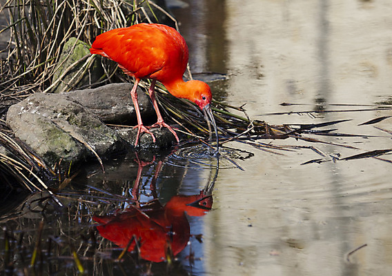 포토 JPG 해외이미지 동물 척추동물 1 공원 호수 야생동물 날개 자연 조류 생물 동물원 서기 사람없음 야외 옆모습 빨간색 물 컬러풀 머리 걷기 우주 미국 닫기 깃털 부리 슛 목 진홍색 남쪽 이국적 전국 해외202004 해외포토 자연요소 공공시설 뷰포인트 컬러 북아메리카 모션 신체부위 방향 생태계 파일형식 이미지허브