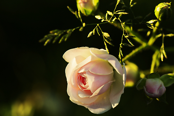 포토 JPG 해외이미지 식물 꽃 분홍색 잎 자연 사람없음 가로 장미 봄 들꽃 농촌 싱글 해외202004 해외포토 계절 컬러 시골 생태계 파일형식 이미지허브