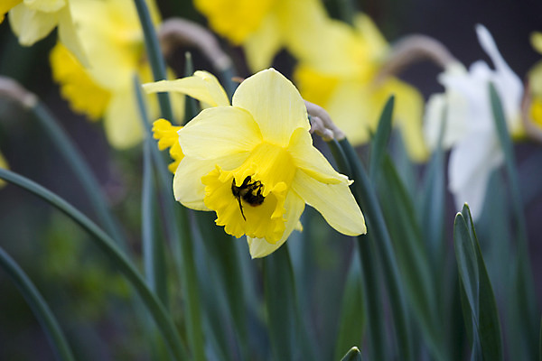 포토 JPG 해외이미지 식물 꽃 사람없음 벌 꽃가루 찌르기 해외202004 해외포토 곤충 모션 가루 파일형식 이미지허브