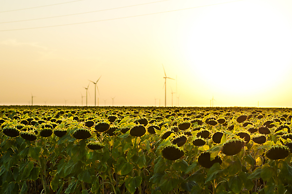 포토 JPG 해외이미지 꽃 백그라운드 잎 밭 농업 오렌지 자연 하늘 해바라기 풍경 사람없음 야외 가로 초록색 여름 빛 농작물 컬러풀 햇빛 태양 농장 노란색 환경 일몰 봄 성장 농촌 신선 그린에너지 땅 광 카피스페이스 세련 해외202004 해외포토 자연요소 식물 계절 산업 컬러 과일 노을 공백 에너지 시골 생태계 파일형식 이미지허브