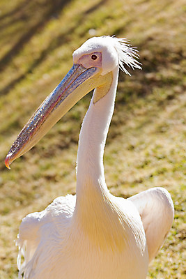 포토 JPG 해외이미지 동물 야생동물 날개 자연 조류 사람없음 부리 해외202004 해외포토 생태계 파일형식 이미지허브