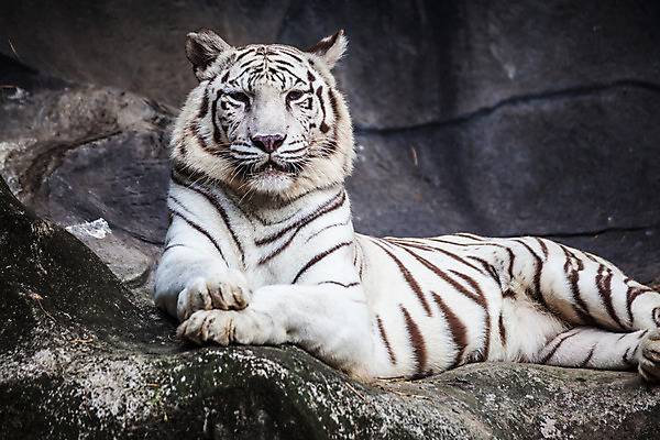 포토 JPG 해외이미지 동물 응시 얼굴 야생동물 어린이 새끼 분홍색 패턴 포유류 포옹 자연 수염 털 동물원 웃음 사람없음 머리 검은색 고양이 힘 줄무늬 흰색 아기 관찰 호랑이 치아 보호 위험 큼 혀 고민 코 육식동물 내추럴 거짓말 심각 힘찬 해외202004 해외포토 시선 감정 컬러 컨셉 무늬 안기 모션 표정 사람 신체부위 반려동물 입 소화기관 크기 생태계 파일형식 이미지허브