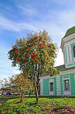 포토 JPG 해외이미지 나무 식물 계절 열매 음식 줄기 잎 과일 자연 날씨 프레임 풍경 사람없음 야외 빨간색 초록색 환경 정원 침묵 활발 추위 가을 흰색 나뭇가지 신선 숲 다발 가득함 장면 떠남 멀티 숙성 해외202004 해외포토 컬러 컨셉 모션 소리 생태계 파일형식 이미지허브