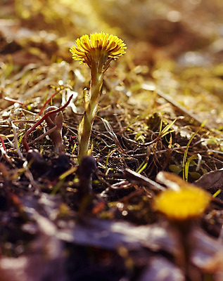 포토 JPG 해외이미지 식물 계절 꽃잎 꽃 백그라운드 꽃무늬 자연 잔디 사람없음 야외 초록색 노란색 머리 봄 활발 벚꽃 작음 수분 민들레 오브젝트 장면 해외202004 해외포토 컬러 컨셉 무늬 신체부위 크기 생태계 파일형식 이미지허브