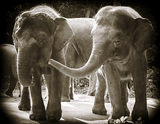 포토 JPG 해외이미지 동물 아시아 야생동물 여행 포유류 아프리카 자연 코끼리 동물원 사람없음 머리 힘 회색 입 주름 위험 큼 인도인 사파리 피부 코 지역 상아 무거움 멸종위기동물 매머드 해외202004 해외포토 외국인 나라 컬러 컨셉 동양인 신체부위 무게 크기 생태계 파일형식 멸종위기종 이미지허브