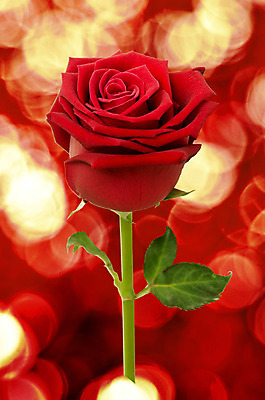 포토 JPG 해외이미지 식물 디자인 꽃잎 꽃 백그라운드 잎 꽃무늬 자연 발렌타인데이 선물 사람없음 빨간색 장미 어둠 벚꽃 흰색 신선 오픈 닫기 싱글 흰배경 냄새 아로마 슛 부드러움 고립 특별함 스타일 해외202004 해외포토 컬러 컨셉 무늬 모션 데이이벤트 감각 생태계 파일형식 이미지허브