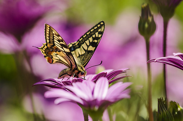 포토 JPG 해외이미지 동물 꽃 분홍색 나비 곤충 밭 오렌지 자연 사람없음 초록색 여름 보라색 봄 꼬리 데이지 제비 해외202004 해외포토 식물 계절 컬러 농업 과일 조류 생태계 파일형식 이미지허브