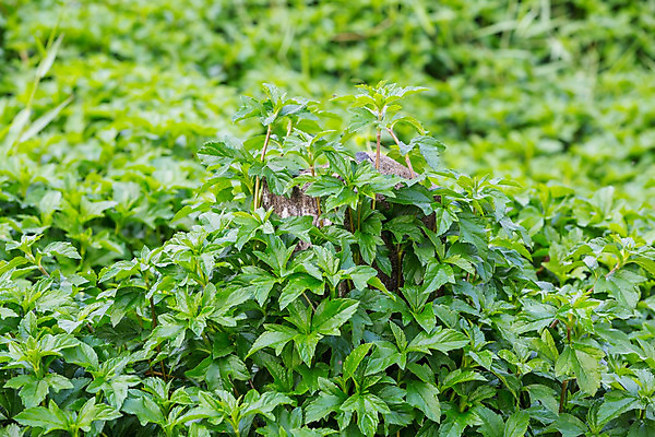 포토 JPG 해외이미지 별 백그라운드 잎 밭 농업 자연 사람없음 초록색 농장 노란색 정원 신선 닫기 다발 질감 데이지 내추럴 싱가폴 해외202004 해외포토 자연요소 식물 꽃 산업 아시아 컬러 모션 생태계 파일형식 이미지허브
