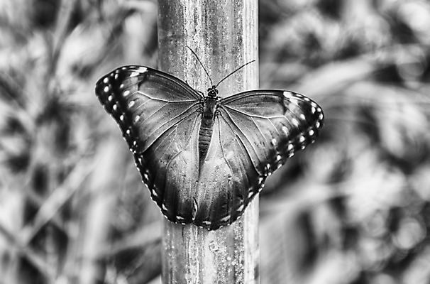 포토 JPG 해외이미지 동물 접시 꽃 야생동물 음식 나비 곤충 백그라운드 신발 잎 날개 과일 자연 바나나 사람없음 초록색 여름 파란색 컬러풀 갈색 노란색 검은색 미국 흰색 남쪽 내추럴 해외202004 해외포토 식물 식기 계절 컬러 북아메리카 방향 생태계 파일형식 이미지허브