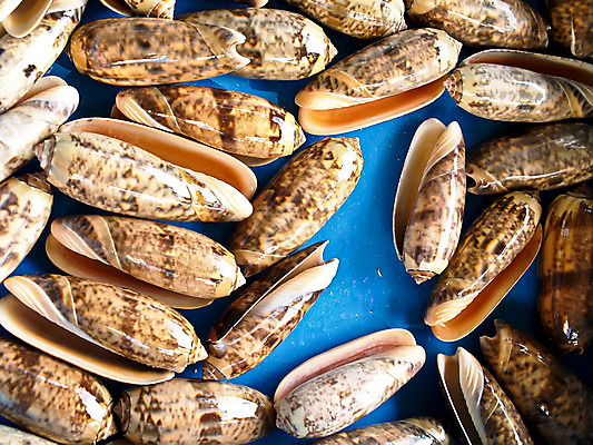 포토 JPG 해외이미지 바다 백그라운드 자연 벽지 조류 추상 조개 기술 선물 사람없음 물 껍질 그룹 소라 오브젝트 기념품 해외202004 해외포토 자연요소 동물 무늬 어패류 생태계 파일형식 이미지허브