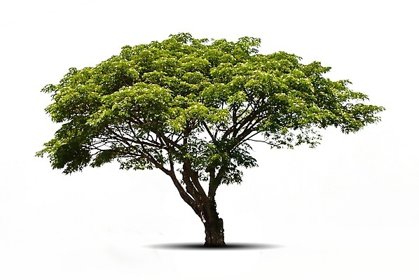 포토 JPG 해외이미지 나무 줄기 백그라운드 단풍 잎 자연 새로움 사람없음 장식 초록색 세트 성장 흰색 나뭇가지 그룹 보호 작음 수집 오브젝트 고립 모종 묘목 플라타너스 해외202004 해외포토 식물 컬러 컨셉 크기 생태계 파일형식 이미지허브