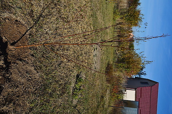 포토 JPG 해외이미지 나무 식물 계절 농업 자연 사람 취미 사람없음 야외 농장 정원 흙 봄 가을 시골 업무 농부 작음 유기농 원예 돌봄 땅바닥 원예사 해외202004 해외포토 직업 웰빙 산업 모션 바닥 작업 크기 생태계 파일형식 이미지허브