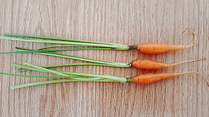 포토 JPG 해외이미지 음식 백그라운드 채소 오렌지 재료 건강 사람없음 초록색 농장 정원 검은색 당근 흰색 아기 신선 작음 유기농 날것 뿌리 고립 채식주의자 해외202004 해외포토 웰빙 컬러 농업 과일 뿌리채소 사람 크기 채식 파일형식 이미지허브