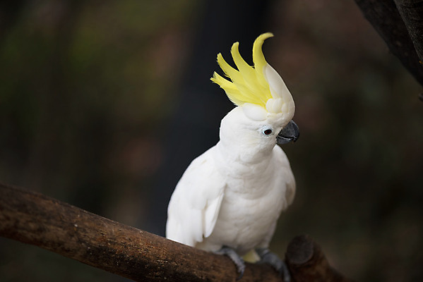 포토 JPG 해외이미지 동물 척추동물 응시 야생동물 백그라운드 날개 장난 자연 조류 동물원 사람없음 반려동물 컬러풀 노란색 흰색 나뭇가지 깃털 부리 앵무새 갈기 멸종 내추럴 이국적 해외202004 해외포토 나무 시선 컬러 생태계 파일형식 이미지허브