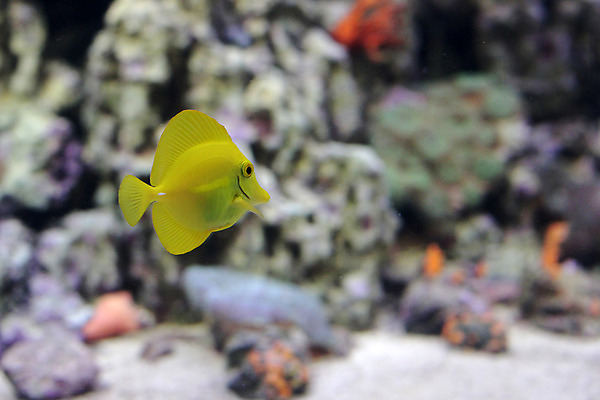 포토 JPG 해외이미지 동물 야생동물 바다 섬 백그라운드 자연 생물 어류 사람없음 물 파란색 컬러풀 노란색 환경 수중 수영 활발 산호 다이빙 눈금 생물학 탱크 지느러미 암초 수족관 내추럴 깊이 소금물 아네모네 해외202004 해외포토 자연요소 교육 꽃 컬러 컨셉 수중동물 수상스포츠 자포동물 생태계 수중스포츠 파일형식 이미지허브