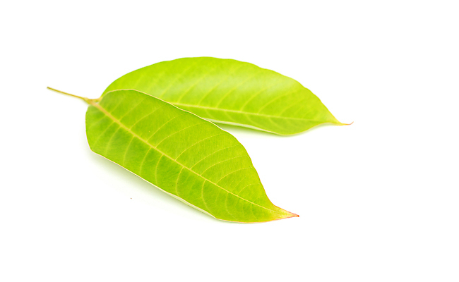 포토 JPG 해외이미지 나무 식물 백그라운드 잎 자연 사람없음 야외 초록색 여름 우주 환경 봄 성장 흰색 나뭇가지 보호 숲 고립 떠남 해외202004 해외포토 계절 컬러 컨셉 모션 생태계 파일형식 이미지허브