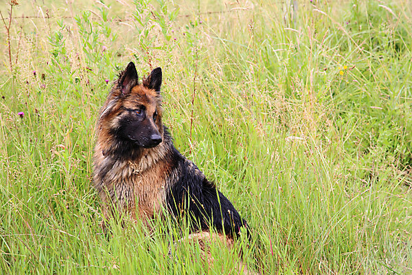 포토 JPG 해외이미지 동물 응시 회사 포유류 자연 털 독일 경비 사람없음 반려동물 갈색 우주 우정 양치기 개 경계 송곳니 해외202004 해외포토 직업 시선 유럽 컬러 비즈니스 안전 친구 치아 보호 생태계 파일형식 이미지허브
