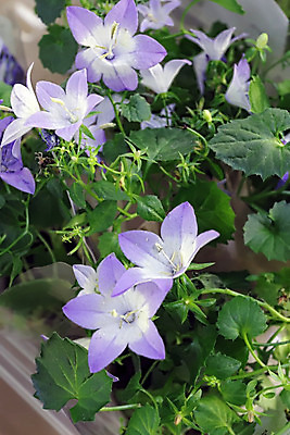 포토 JPG 해외이미지 식물 여자 기념일 꽃 꽃다발 결혼 백그라운드 컨셉 잎 결혼식 휴가 주택 사람없음 내부 파란색 우주 보라색 봄 활발 벚꽃 흰색 축하 신선 오픈 신용카드 생일 개화 우아함 닫기 제비꽃 원예 내추럴 2월 비올라 탄자니아 어머니의날 제의 해외202004 해외포토 계절 컬러 모션 아프리카 사람 이벤트 취미 건물 금융 날짜 미국문화 파일형식 찰현악기 이미지허브