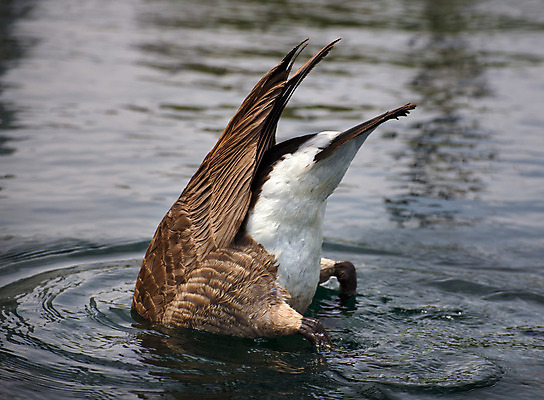 포토 JPG 해외이미지 호수 야생동물 캐나다 날개 모션 자연 조류 사람없음 물 갈색 덮개 흰색 연못 황무지 우아함 깃털 다이빙 사냥 거위 물새 철새 계산서 수유 해외202004 해외포토 자연요소 동물 컬러 컨셉 북아메리카 수영 뚜껑 생태계 수중스포츠 파일형식 이미지허브