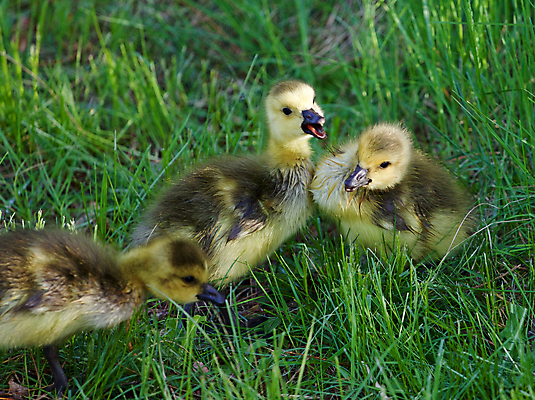 포토 JPG 해외이미지 응시 어린이 포즈 백그라운드 캐나다 가족 관계 엄마 함께함 병아리 사랑 사람없음 머리 검은색 수영 힘 흰색 가르침 수비 보호 목 거위 돌봄 헬프 해외202004 해외포토 시선 교육 감정 컬러 컨셉 북아메리카 모션 조류 사람 신체부위 수상스포츠 도움 파일형식 이미지허브