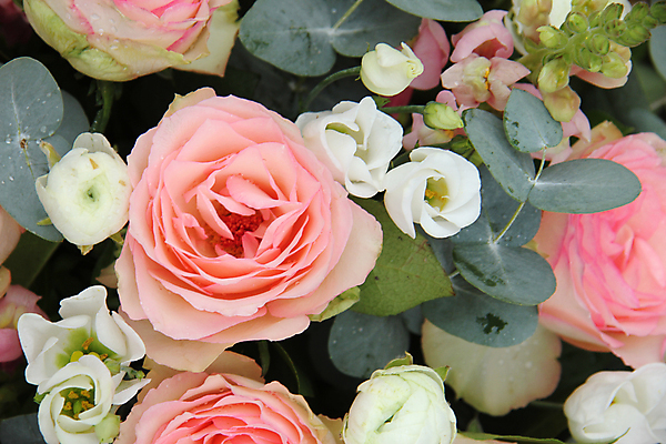 포토 JPG 해외이미지 주간 꽃 분홍색 자연 사람없음 야외 장미 해외202004 해외포토 자연요소 식물 컬러 생태계 파일형식 이미지허브