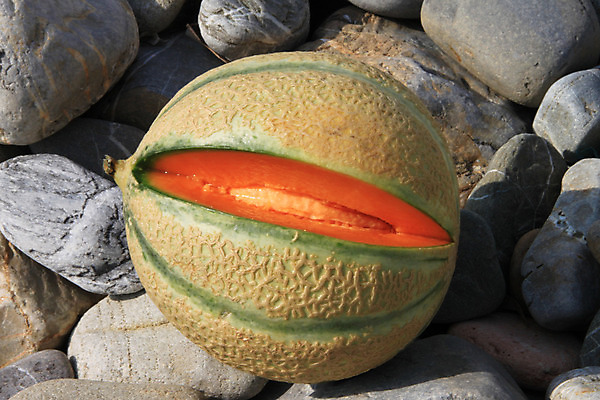 포토 JPG 해외이미지 오렌지 과일 씨앗 사람없음 초록색 껍질 멜론 해외202004 해외포토 식물 컬러 파일형식 이미지허브