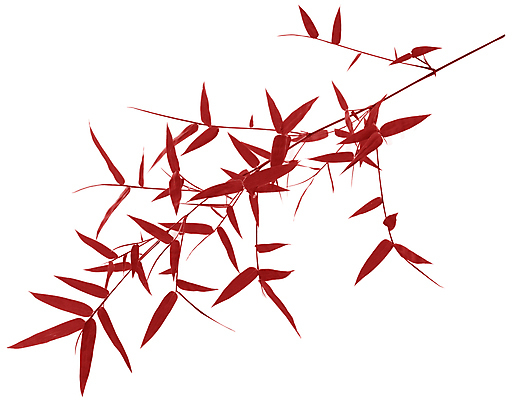 포토 JPG 해외이미지 나무 식물 아시아 선 백그라운드 잎 꽃무늬 자연 사람없음 야외 가로 초록색 햇빛 노란색 새싹 환경 봄 성장 흰색 나뭇가지 신선 대나무 흰배경 유기농 동쪽 내추럴 고립 해외202004 해외포토 웰빙 계절 꽃 나라 컬러 무늬 태양 방향 생태계 파일형식 이미지허브