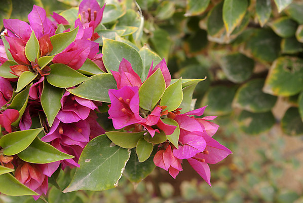 포토 JPG 해외이미지 식물 계절 꽃잎 꽃 줄기 꽃다발 백그라운드 잎 꽃무늬 패턴 자연 부활절 사람없음 장식 초록색 머리 보라색 화환 봄 성장 벚꽃 흰색 시골 개화 다발 고립 깊이 프리뮬러 해외202004 해외포토 기념일 컬러 무늬 신체부위 생태계 파일형식 이미지허브