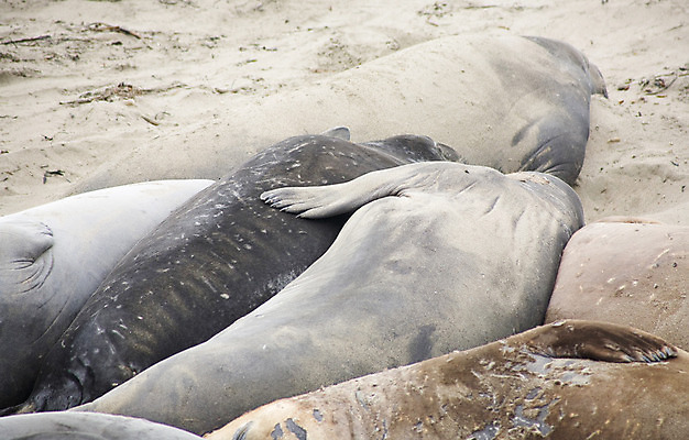 포토 JPG 해외이미지 동물 남자 바다 포유류 휴식 사람없음 모래사장 미국 침묵 코트 관찰 잠 행운 사자 캘리포니아 지느러미 태평양 단상 기어가기 거짓말 해외202004 해외포토 컨셉 북아메리카 모션 사람 소리 외투 파일형식 이미지허브