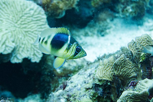 포토 JPG 해외이미지 동물 야생동물 바다 패턴 자연 어류 사람없음 여름 파란색 수중 산호 다이빙 암초 해외202004 해외포토 계절 컬러 무늬 수영 수중동물 자포동물 생태계 수중스포츠 파일형식 이미지허브