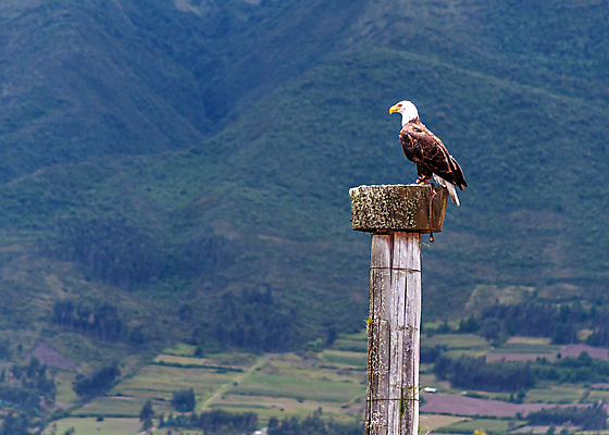 포토 JPG 해외이미지 주간 야생동물 사람없음 야외 독수리 흰머리독수리 해외202004 해외포토 자연요소 동물 조류 파일형식 이미지허브