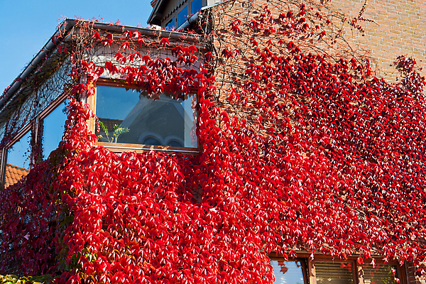 포토 JPG 해외이미지 식물 외관 벽 백그라운드 잎 건축양식 자연 주택 덴마크 사람없음 야외 건물 빨간색 초록색 여름 환경 정원 봄 성장 덮개 나뭇가지 신선 덩굴 원예 질감 오르기 포도나무 벽돌담 아이비 내추럴 그리너리 해외202004 해외포토 나무 건축물 계절 건축 컬러 모션 벽돌 북유럽 취미 담장 뚜껑 과일나무 생태계 파일형식 트랜드컬러 이미지허브