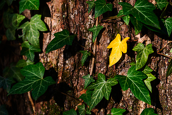 포토 JPG 해외이미지 나무 식물 백그라운드 잎 자연 벽지 사람없음 야외 목재 초록색 환경 정원 성장 나뭇가지 시간 균열 숲 질감 과거 아이비 파열 비네팅 방치 수목 옛날 해외202004 해외포토 컬러 컨셉 재료 모션 촬영기법 생태계 파일형식 이미지허브