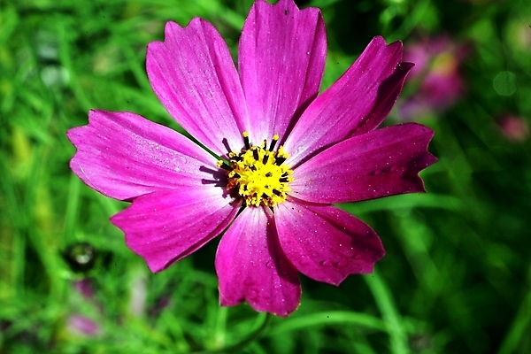 포토 JPG 해외이미지 식물 1 계절 꽃잎 꽃 포스터 얼굴 인형 분홍색 백그라운드 꽃무늬 자연 국화 건강 선물 풍경 사람없음 야외 장식 초록색 여름 컬러풀 노란색 머리 정원 봄 금지 벚꽃 신선 개화 인쇄 눈동자 코스모스 원예 데이지 꽃가루 내추럴 해외202004 해외포토 컬러 무늬 취미 신체부위 눈_신체부위 가루 생태계 파일형식 이미지허브