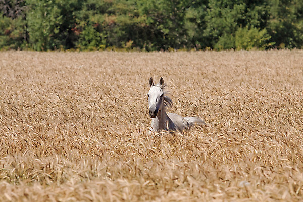 포토 JPG 해외이미지 동물 계절 여자 행복 음식 줄기 백그라운드 밭 농업 자연 씨앗 풍경 사람없음 야외 가로 초록색 여름 빛 농작물 농장 갈색 노란색 환경 검은색 회색 에너지 성장 흰색 그룹 승마 황금 숲 갈기 밀짚 내추럴 기르기 숙성 옛날 유래 호밀 해외202004 해외포토 식물 감정 산업 스포츠 컬러 곡류 사람 짚 생태계 돌봄 파일형식 이미지허브