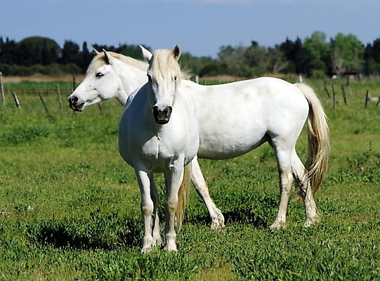 포토 JPG 해외이미지 동물 유럽 2 포유류 자연 사람없음 야외 농장 머리 목장 회색 프랑스 흰색 시골 갈기 프랑스어 기르기 해외202004 해외포토 문자 나라 컬러 농업 신체부위 생태계 돌봄 파일형식 이미지허브
