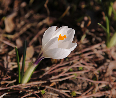 포토 JPG 해외이미지 1 꽃잎 꽃 사람없음 옆모습 세로 봄 흰색 싱글 화단 해외202004 해외포토 식물 계절 뷰포인트 컬러 파일형식 이미지허브