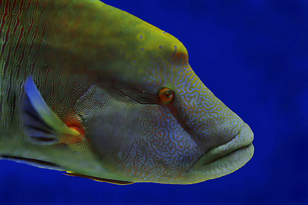 포토 JPG 해외이미지 아시아 바다 휴가 어류 사람없음 물 파란색 컬러풀 노란색 수중 젖음 큼 아래 입술 다이빙 생물학 시력 장면 거인 깊이 나폴레옹 해외202004 해외포토 자연요소 교육 나라 컬러 신체부위 수영 수중동물 크기 방향 위치 수중스포츠 파일형식 이미지허브