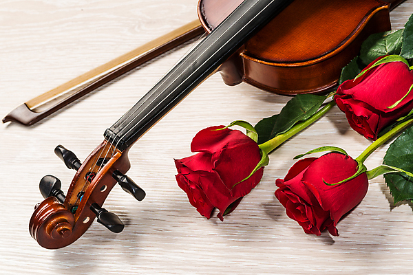 포토 JPG 해외이미지 사람없음 장미 우아함 바이올린 나무바닥 바이올린활 해외202004 해외포토 꽃 컨셉 현악기 바닥 파일형식 이미지허브