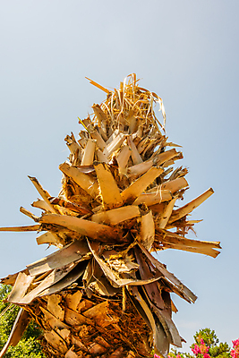 포토 JPG 해외이미지 바다 자연 사람없음 야자수 미국 뜨거움 사바나 조지아 해외202004 해외포토 나무 북아메리카 생태계 동유럽 파일형식 이미지허브