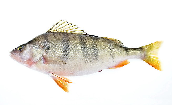 포토 JPG 해외이미지 동물 호수 음식 자연 낚시 건강 어류 앉기 사람없음 옆모습 물 빛 강 머리 수영 줄무늬 흰색 연못 잡기 가시 작음 먹기 준비 싱글 꼬리 육식동물 지느러미 미끼 점심식사 고립 해외202004 해외포토 자연요소 뷰포인트 컬러 무늬 모션 레저 신체부위 식사 수중동물 수상스포츠 크기 생태계 파일형식 이미지허브