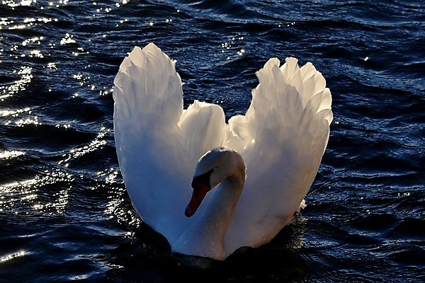 포토 JPG 해외이미지 사람없음 백조 해외202004 해외포토 조류 파일형식 이미지허브